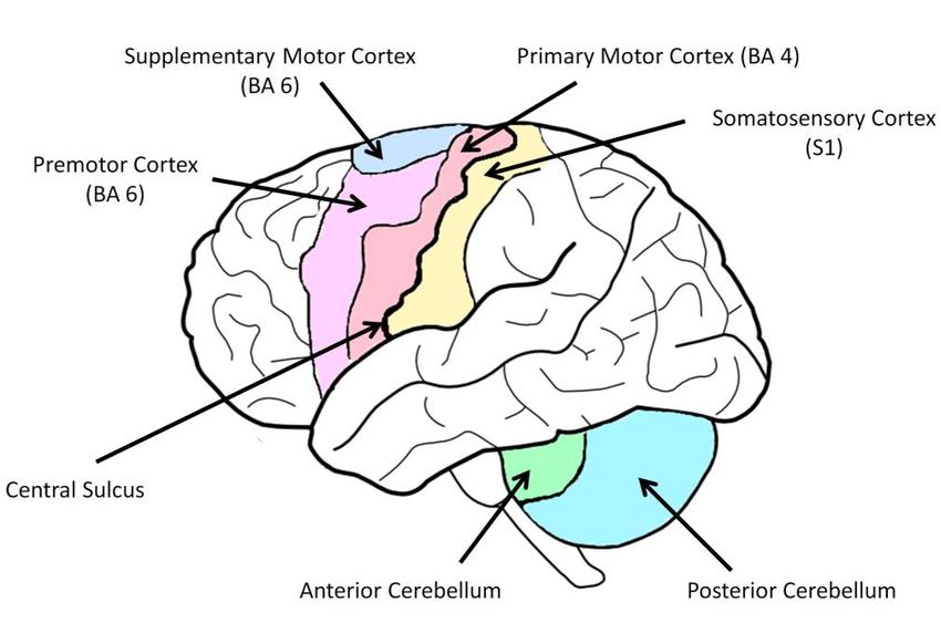 Neuroplasticity And Motor Imagery (imagined Movement) Part 2