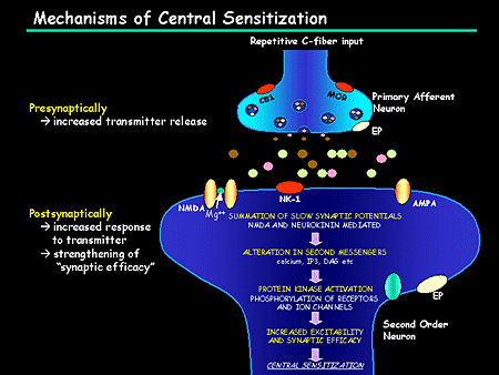 mechanics of central sensitization